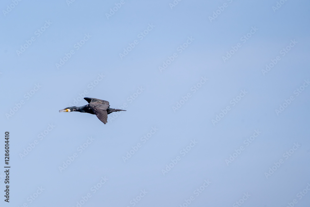 Obraz premium black cormorant bird in the sky flying wings animal blue 