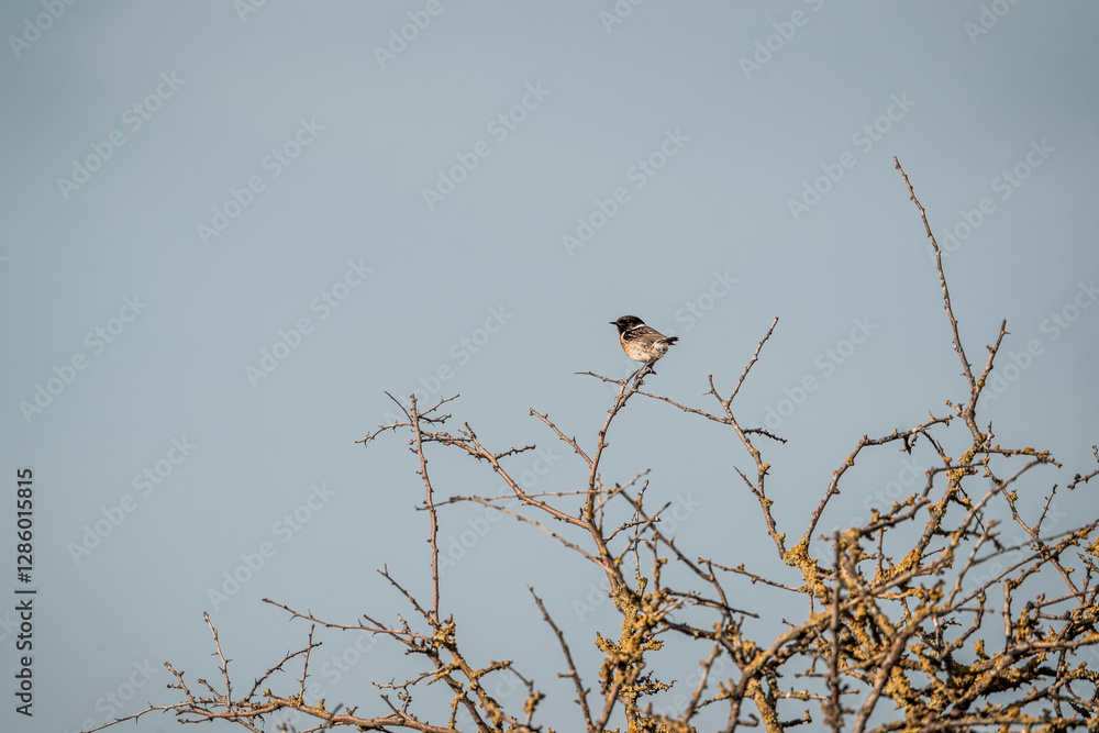 European stonechat bird in nature on a bush with branches European stonechat bird in nature on a bush with branches