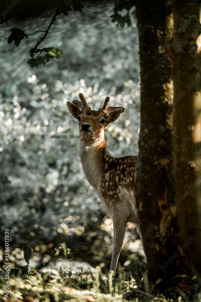 fallow deer in nature reserve in The Netherlands relax fallow deer in nature reserve in The Netherlands relax