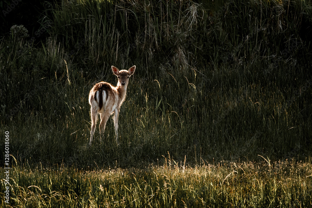 Fototapeta premium fallow deer in nature reserve in The Netherlands relax 