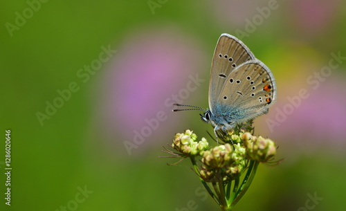 Wallpaper Mural Polyommatus Bellis 1083 Torontodigital.ca