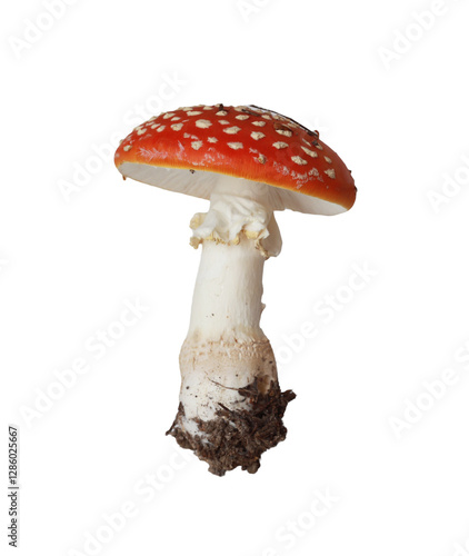 Mushroom fly agaric isolated on a white background