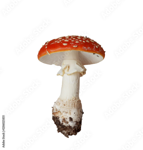 Mushroom fly agaric isolated on a white background photo