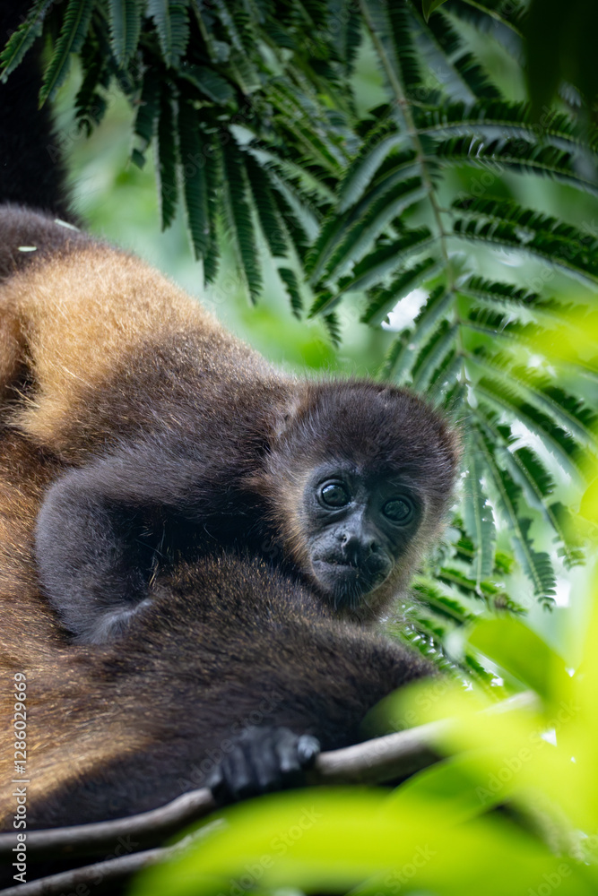 Fototapeta premium baby howler monkey on tree