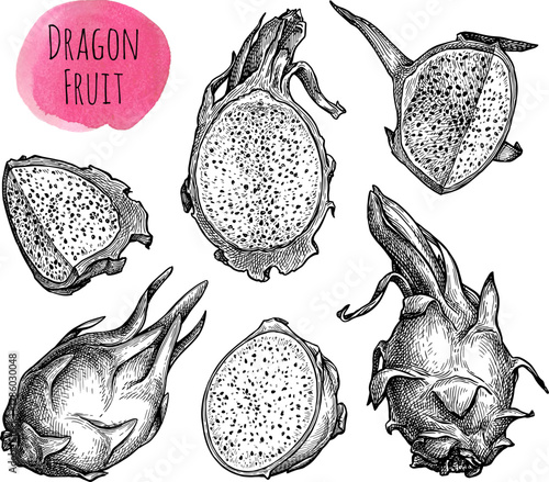 Dragon fruit ink sketch set.