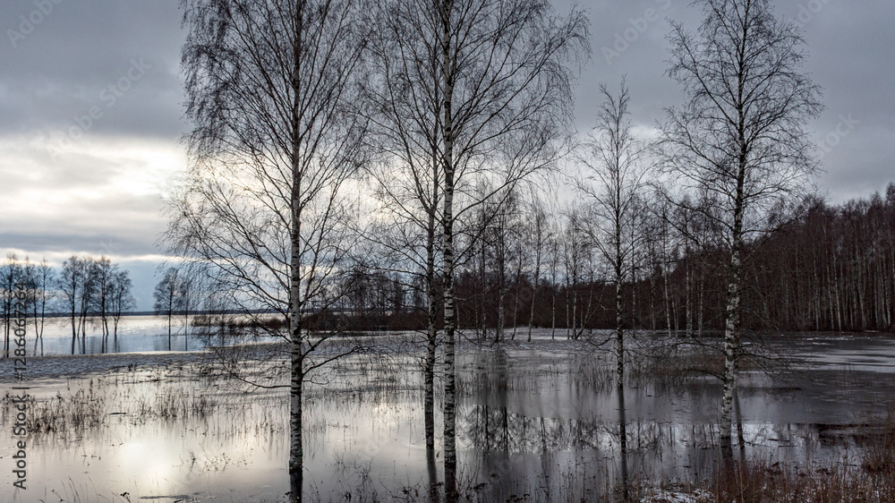 latvian winter landscape with flooded lake, thin and light ice in places, reflections