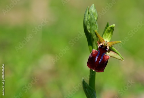 Orchid  1087