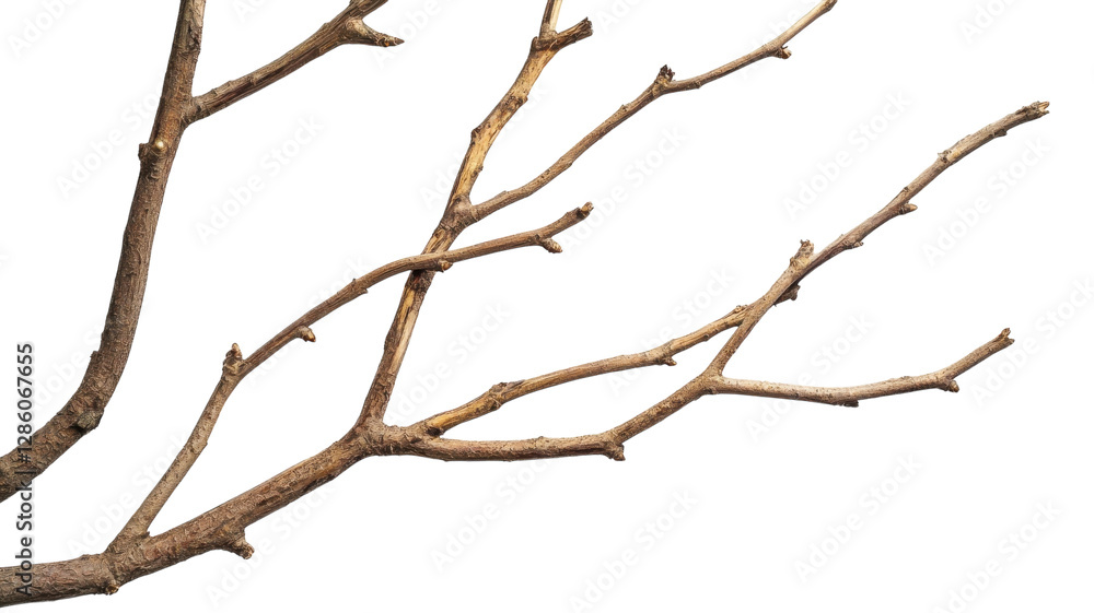 Branch with multiple twigs against a white background highlighting its natural textures and shapes Branch with multiple twigs against a white background highlighting its natural textures and shapes