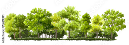  Vector watercolor green  tree or forest side view isolated on white background for landscape and architecture drawing,elements for environment or and garden,Shrub for section