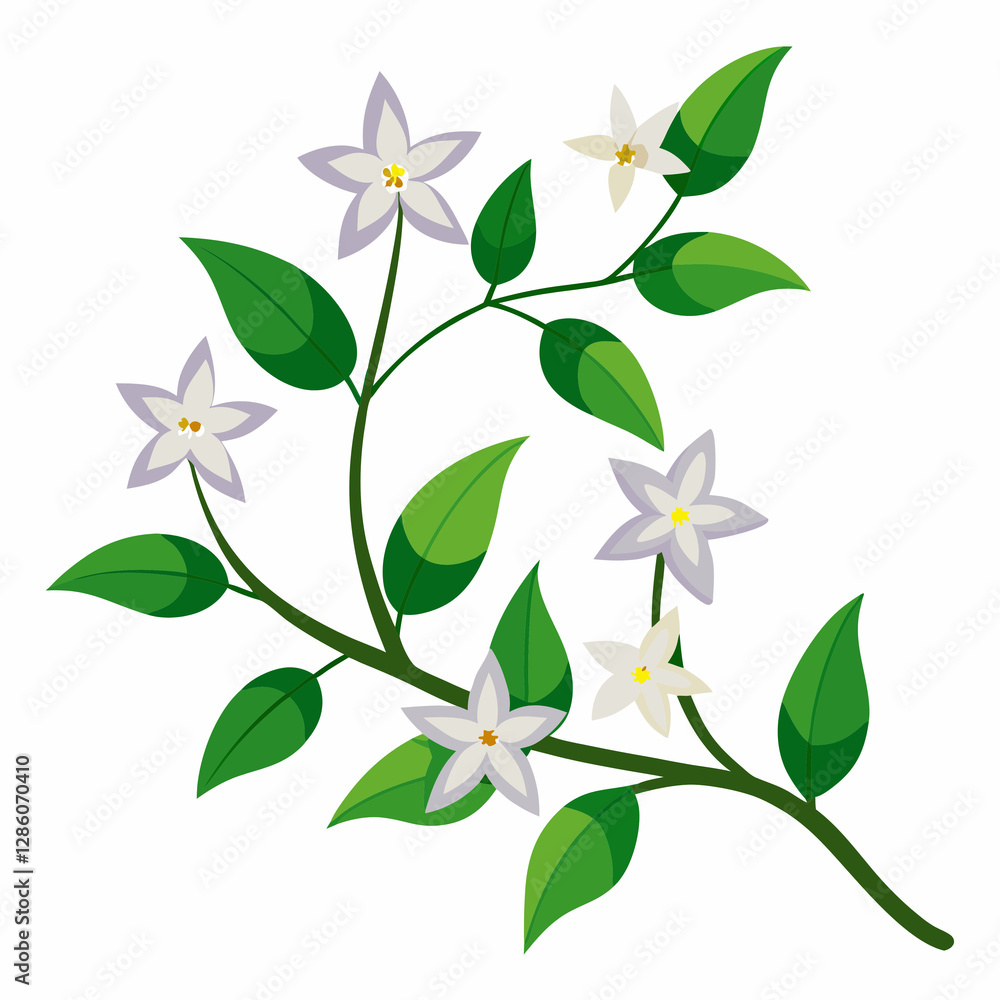 starry jasmine vine starry jasmine vine