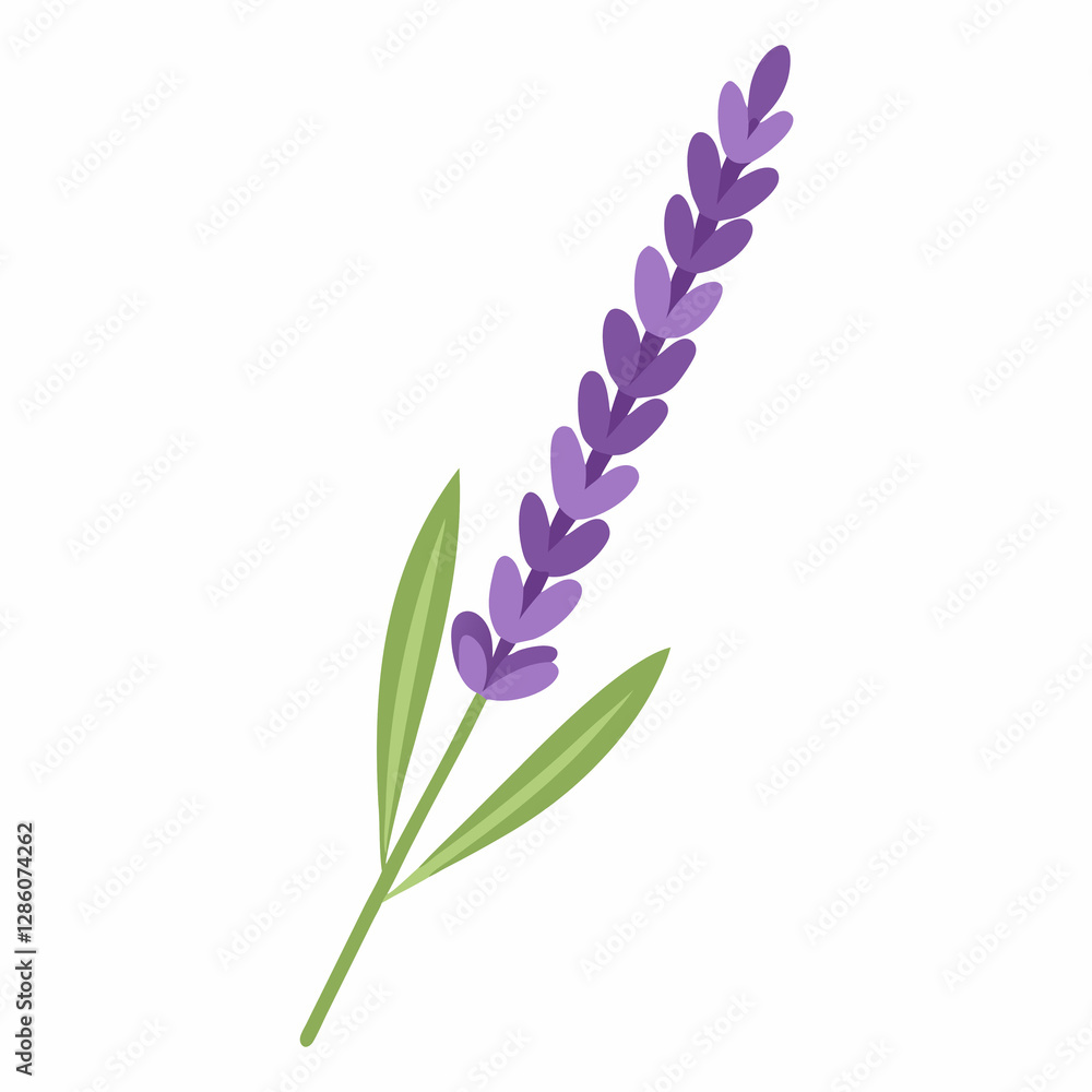 Fototapeta premium soft lavender sprig