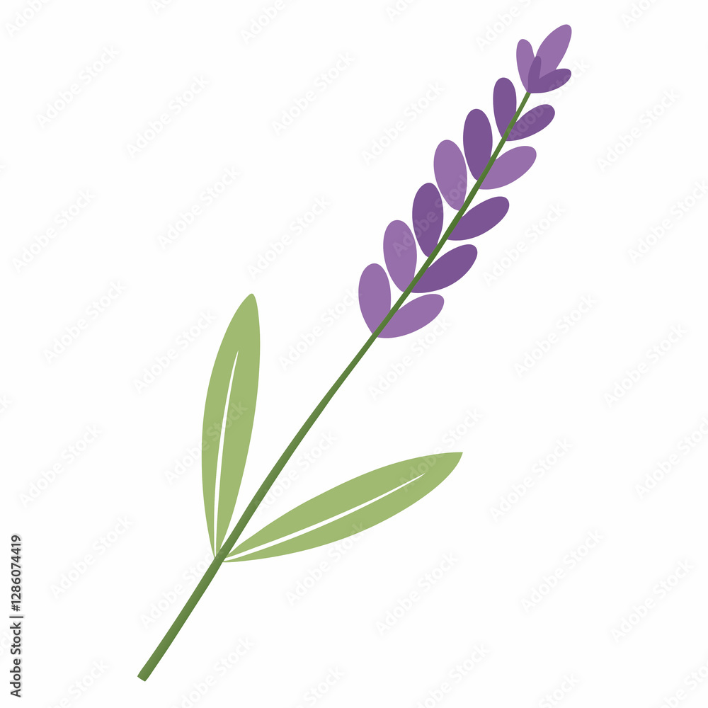 Obraz premium soft lavender sprig
