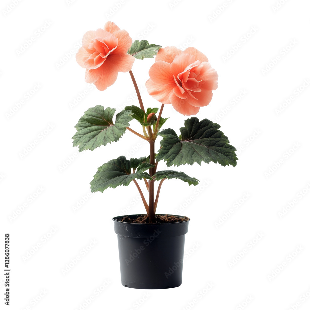 custom made wallpaper toronto digitalBeauty of begonias close-up indoor floral photography