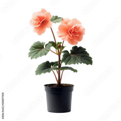 Wallpaper Mural Beauty of begonias close-up indoor floral photography Torontodigital.ca