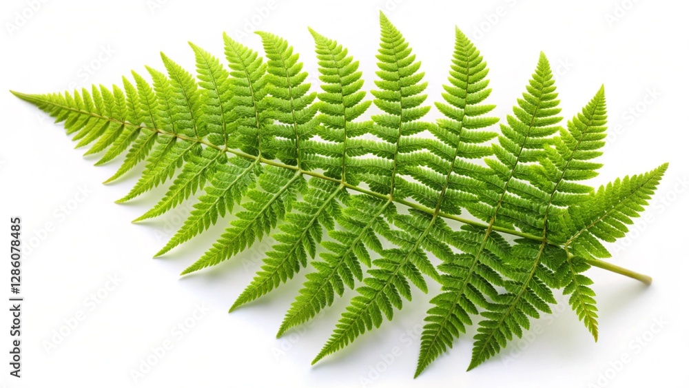 Fern on a white background Fern on a white background