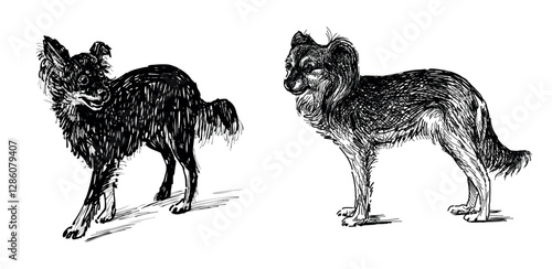 Sketches of two cute pedigree lap dogs, realistic hand drawing, vector illustration isolated on white