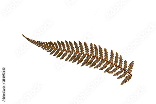 Obraz na płótnie Dried leaf of silver tree fern, Cyathea dealbata, Symbol of New Zealand. Transparent background w salonie