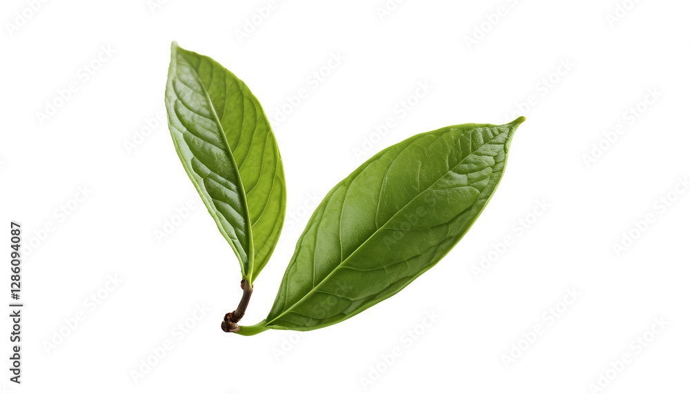 Fototapeta premium Photo of green leaf flying isolated on transparent background.png