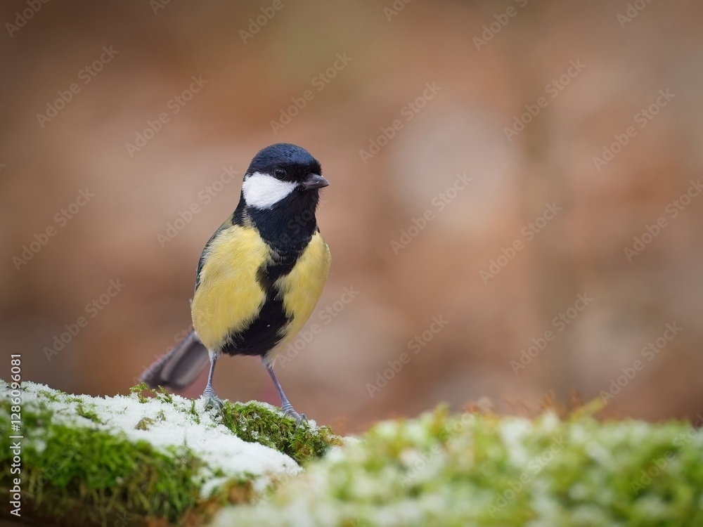 Great Tit Standing on a Moss-Covered Fallen Tree Trunk Great Tit Standing on a Moss-Covered Fallen Tree Trunk
