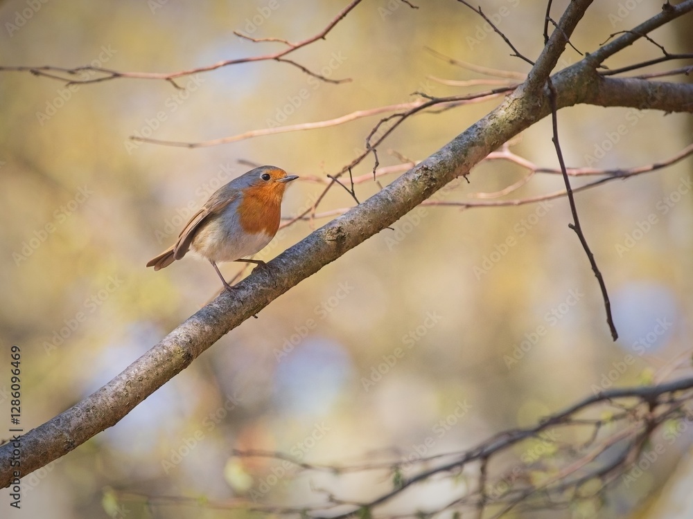 European Robin Perched in the Forest European Robin Perched in the Forest