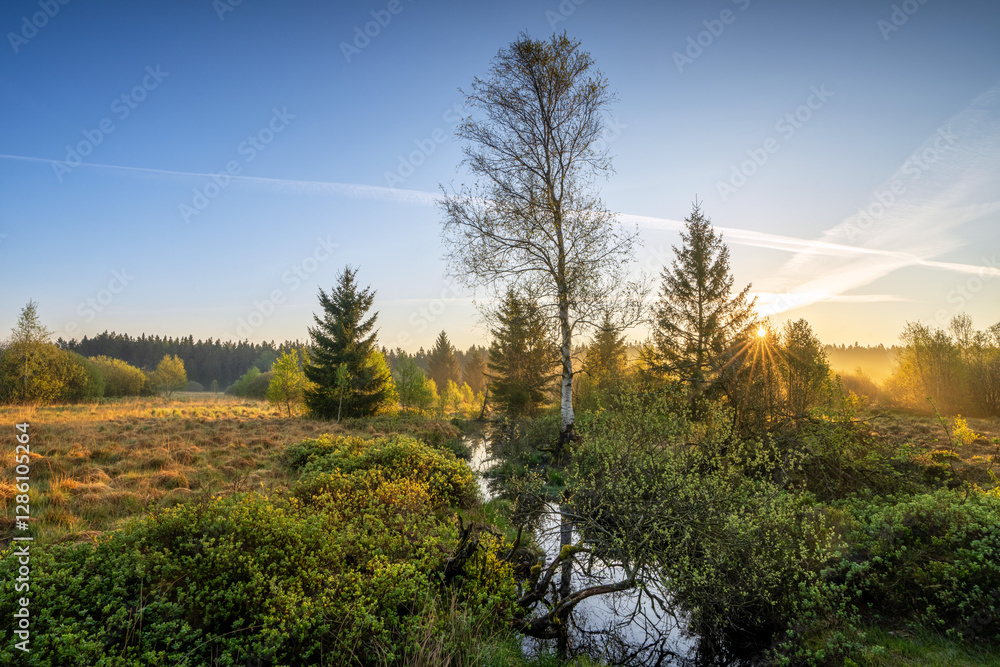 Fototapeta premium High Fens, Eifel, Belgium