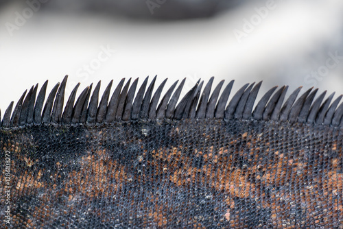 close up marine iguana