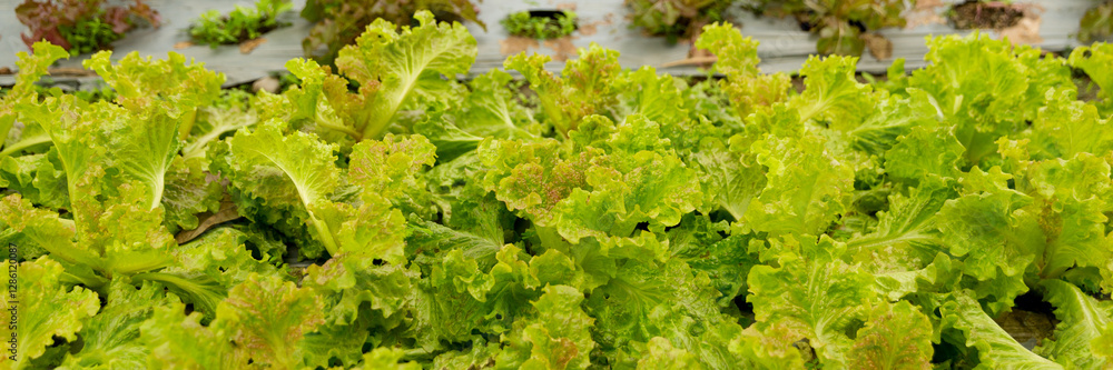 Smart farming techniques hydroponic salad vegetables red oak green lettuce ensuring fresh sustainable produce fresh produce sustainable agriculture promotes healthy eating support local community. Smart farming techniques hydroponic salad vegetables red oak green lettuce ensuring fresh sustainable produce fresh produce sustainable agriculture promotes healthy eating support local community.