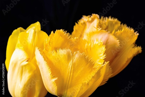 Tulip. Flower field of colourful tulips in spring. Colorful tulips in the Keukenhof garden, Netherlands. Fresh blooming tulips in the spring garden. Spring landscape. Tulip Flower Field. Black tulips.