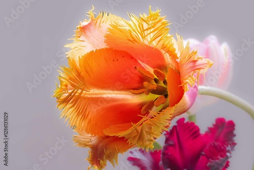 Tulip. Flower field of colourful tulips in spring. Colorful tulips in the Keukenhof garden, Netherlands. Fresh blooming tulips in the spring garden. Spring landscape. Tulip Flower Field. Black tulips.