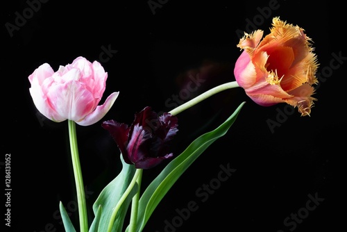 Tulip. Flower field of colourful tulips in spring. Colorful tulips in the Keukenhof garden, Netherlands. Fresh blooming tulips in the spring garden. Spring landscape. Tulip Flower Field. Black tulips.