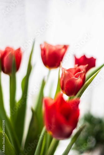 Tulip. Flower field of colourful tulips in spring. Colorful tulips in the Keukenhof garden, Netherlands. Fresh blooming tulips in the spring garden. Spring landscape. Tulip Flower Field. Black tulips.