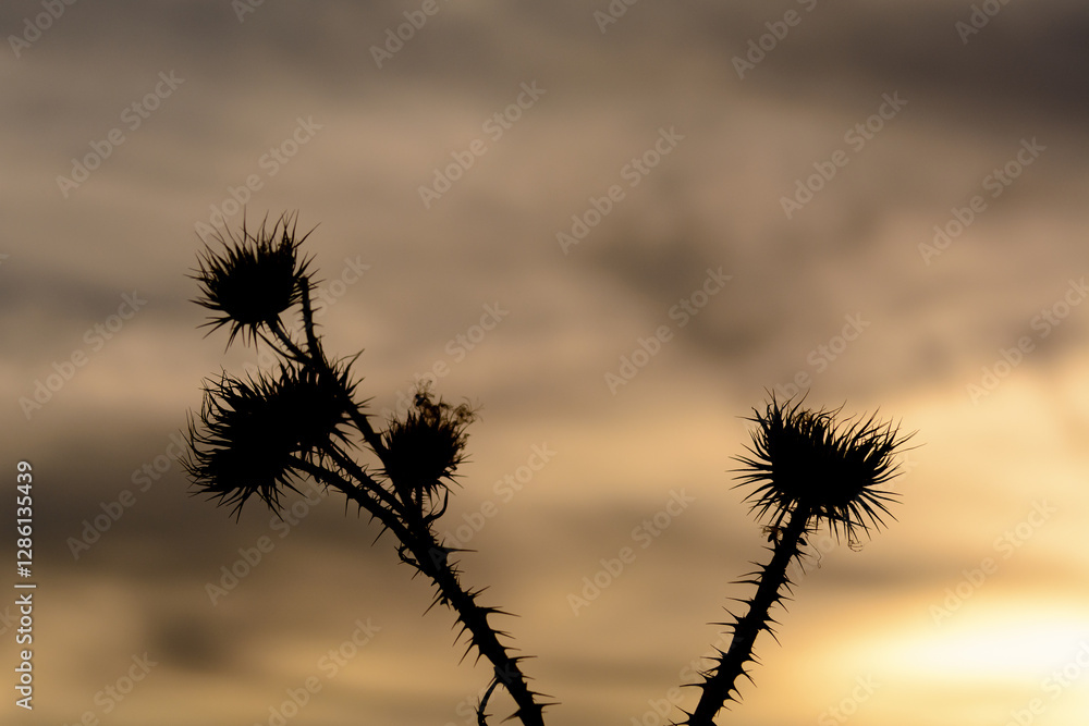 CARDO SECO (Cynara Cardunculus) A CONTRALUZ CARDO SECO (Cynara Cardunculus) A CONTRALUZ