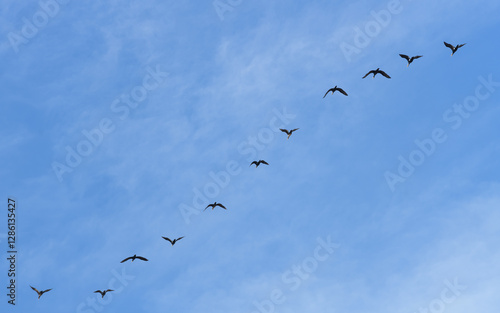 BANDADA DE MORITO COMÚN (Plegadis Falcinellus) VOLANDO EN FORMACIÓN