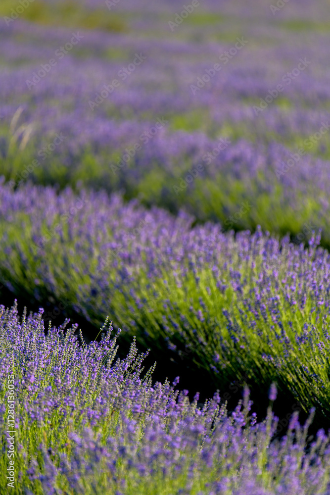 Fototapeta premium PLANTAS Y FLORES DE LAVANDA