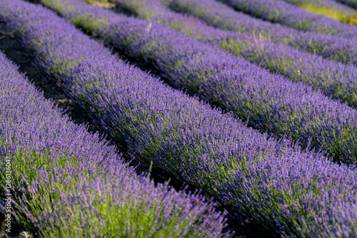 PLANTAS Y FLORES DE LAVANDA