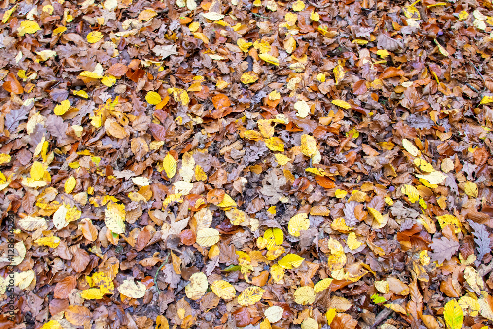 Autumn yellow dirty leaves on the earth floor in big forest. Autumn yellow dirty leaves on the earth floor in big forest.