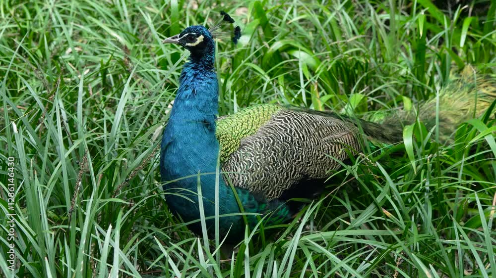 Peacock in the grass at the Chengdu Panda Base in Sichuan, China Peacock in the grass at the Chengdu Panda Base in Sichuan, China