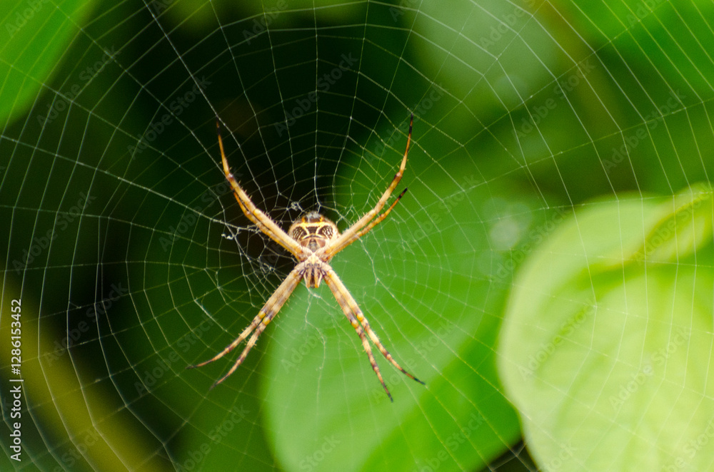 Spider on the web in the garden, Argiope bruennichi Spider on the web in the garden, Argiope bruennichi