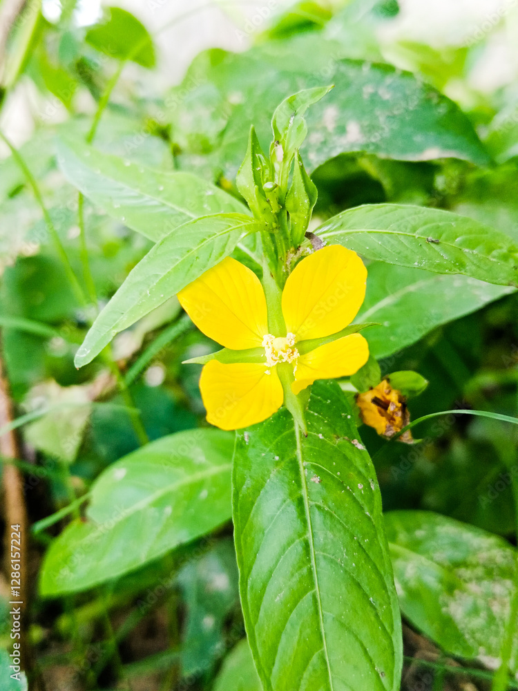 Lampung, indonesia 23 febuary 2025
This is a close-up photograph of a vibrant yellow flower with five petals, centered within a cluster of green leaves. Lampung, indonesia 23 febuary 2025
This is a close-up photograph of a vibrant yellow flower with five petals, centered within a cluster of green leaves.