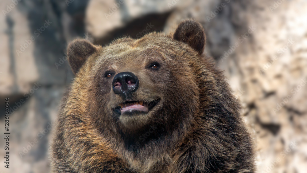 Obraz premium Portrait of a grizzly bear with a happy expression