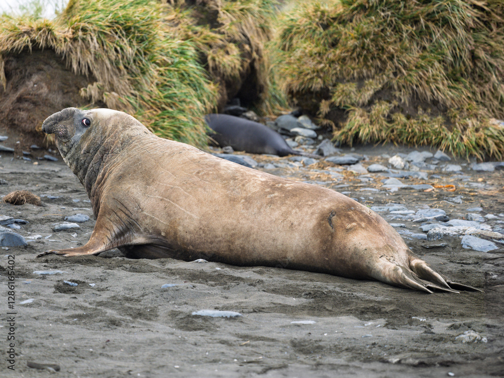 Fototapeta premium Elephant Seal in South Georgia Island, animal, wildlife, nature, travel