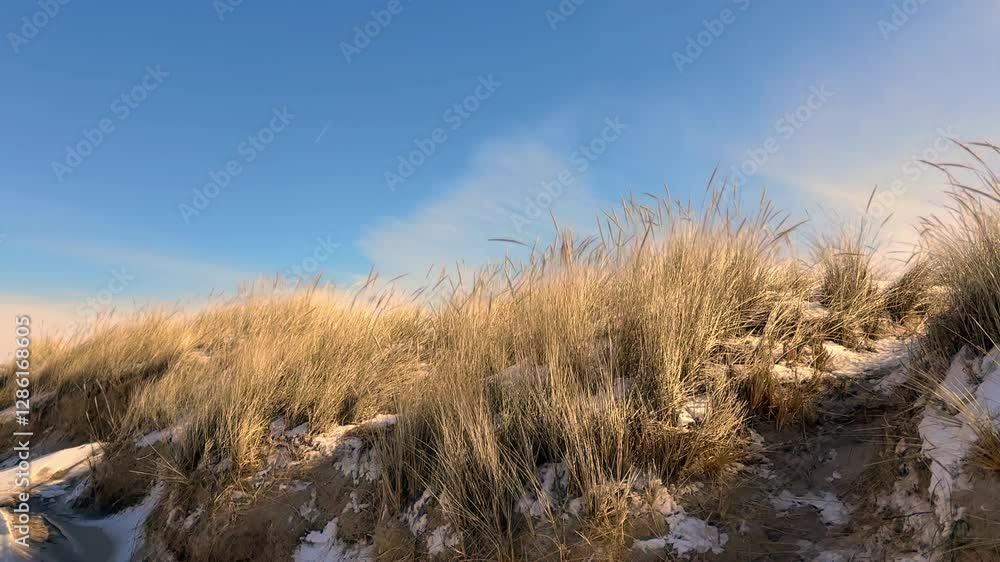 Beachgrass on a small sand dune with snow against blue sky on the shores of Lake Michigan in Northwest Indiana in winter Beachgrass on a small sand dune with snow against blue sky on the shores of Lake Michigan in Northwest Indiana in winter