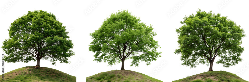 Fototapeta premium set for png Lush green tree on a mound on a transparent background