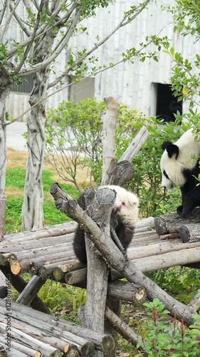 Giant pandas at Chengdu Panda Base in Sichuan, China