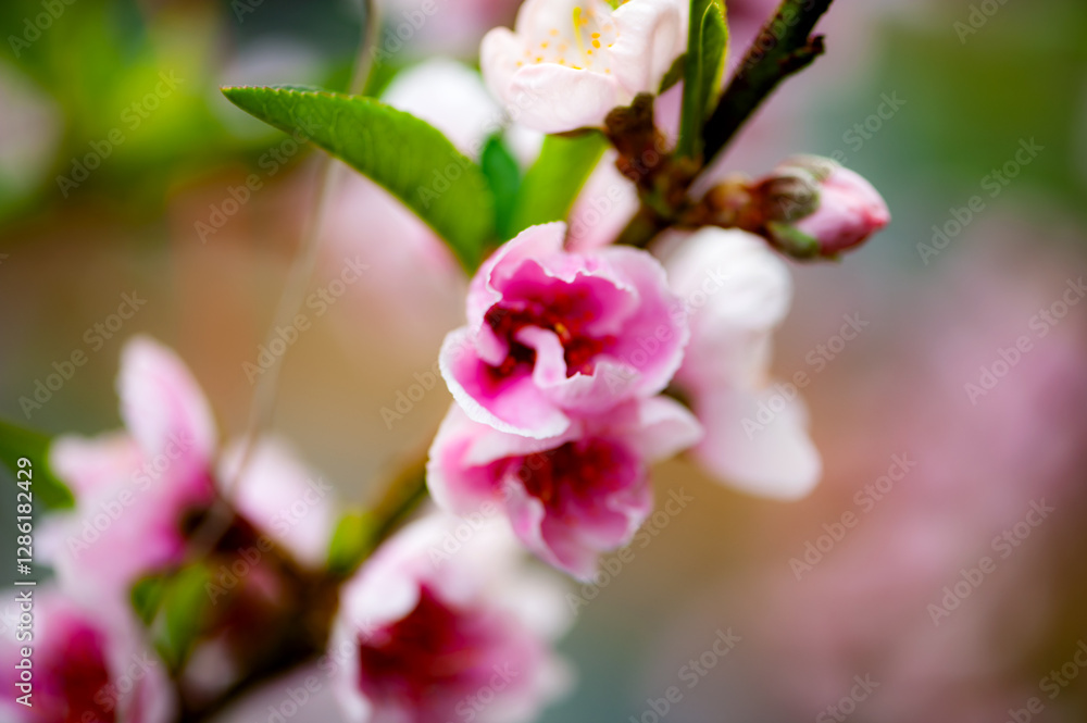 In winter, peach trees in the sun greenhouse bloom with pink peach blossoms In winter, peach trees in the sun greenhouse bloom with pink peach blossoms