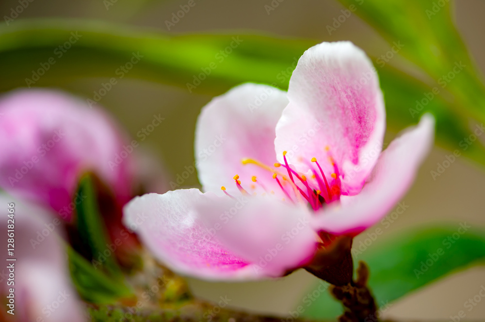 custom made wallpaper toronto digitalIn winter, peach trees in the sun greenhouse bloom with pink peach blossoms