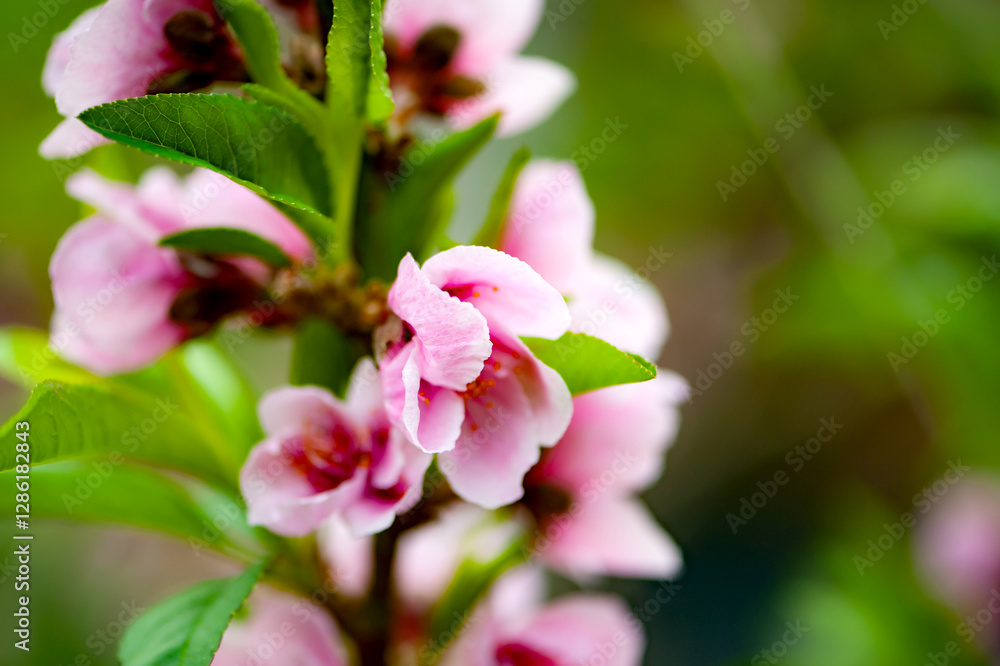 In winter, peach trees in the sun greenhouse bloom with pink peach blossoms In winter, peach trees in the sun greenhouse bloom with pink peach blossoms