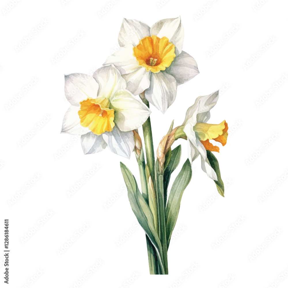 Fototapeta premium watercolor Narcissus isolated white background
