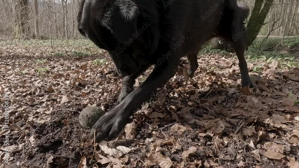 Playful black Labrador jumps excitedly after a tennis ball in a lush forest. The dog's energy and agility shine in this dynamic slow-motion shot, capturing a joyful and lively moment in nature Playful black Labrador jumps excitedly after a tennis ball in a lush forest. The dog's energy and agility shine in this dynamic slow-motion shot, capturing a joyful and lively moment in nature