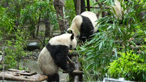 Giant panda Beixia Ke Nian Ji Ran at Chengdu Panda Base in Sichuan Province, China